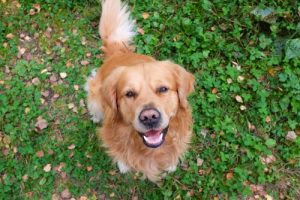 개들은 어떻게 자기표현을 할까?