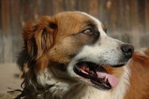 개가 헛구역질을 할 때 어떻게 해야 할까?