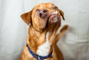 개의 기형: 피카소라는 개의 이야기