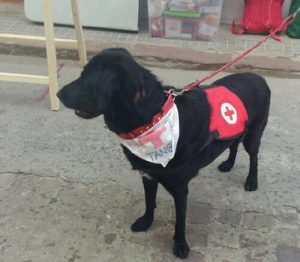 학대받던 개가 치료견이 되다