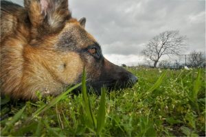 개에게 해가 되는 식물