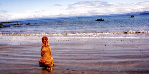 떠돌이 개에서 글을 쓰는 작가가 된 개의 이야기