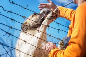 개를 구하고 다리를 잃은 이란 군인의 이야기