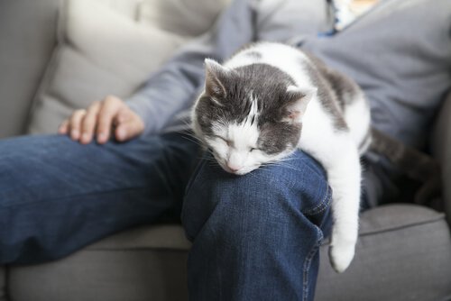 고양이와 자면 좋은 점 5가지 고양이의 수면