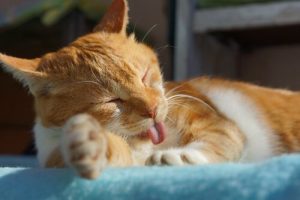 우리 모두가 고양이를 키워야 하는 이유