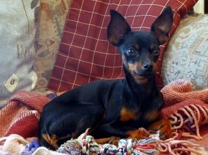 세상에서 가장 작은 개 '프라하 래터'