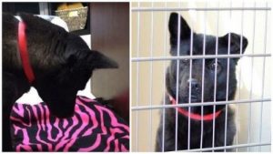 학대 때문에 누워서 자는 법을 모르는 개