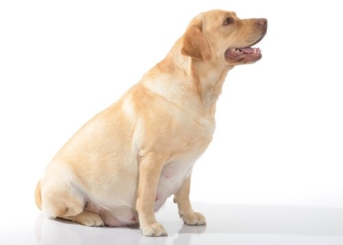 반려견의 상상임신은 무엇일까?