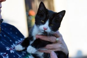 고양이가 주인과 의사소통하는 방법에 관한 연구