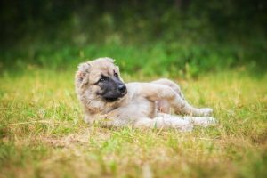 개가 흙에서 뒹구는 것을 좋아하는 이유