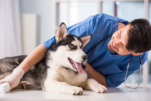 개가 암에 걸리지 않도록 예방할 수 있을까?