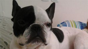 개의 생명을 구한 항공 조종사