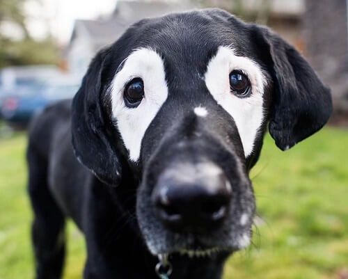 백반증에 대한 인식을 높이는 개, 로우디를 만나보자