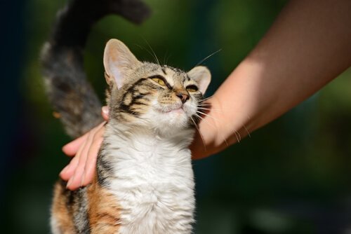 고양이가 주인과 의사소통을 하는 방법에 관한 연구
