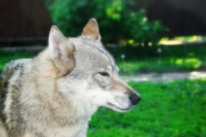 개에 관해 몰랐던 21가지 충격적인 사실 – 2부