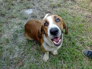 자신의 주인을 싫어하는 개