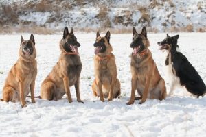 라케노이즈 벨기에 셰퍼드