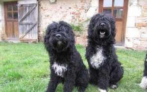 물에 익숙한 개는 어떤 품종일까?