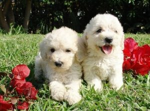 물에 익숙한 개는 어떤 품종일까?