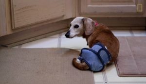 30마리 늙은 유기견을 돌보는 사람