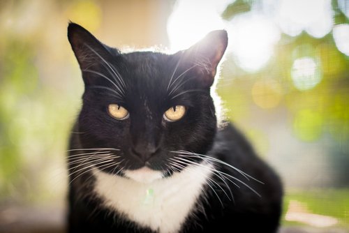 고양이가 짓는 표정 6가지와 의미