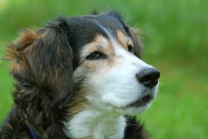 숨을 쉬지 못하는 개를 구하는 방법