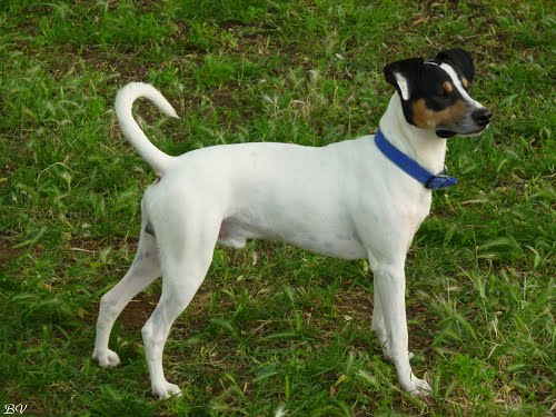 스페인에서 개의 꼬리를 자르는 것은 불법이다