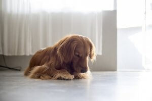 암컷 반려견이 음문을 핥는 이유