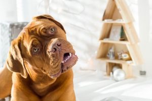 주인이 말할 때 반려견이 고개를 갸웃거리는 이유는?