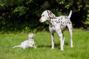 지구상에서 가장 아름다운 개 품종