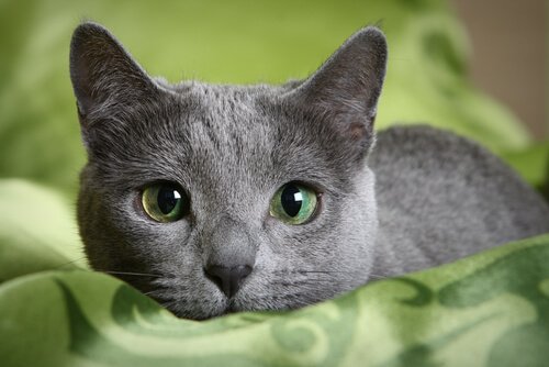 러시안블루 고양이를 만나보자 - My Animals 러시안블루 고양이를 만나보자 - My Animals