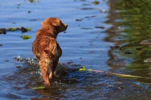 개를 구하기 위해 자신의 생명을 건 사람