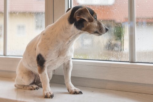 빗소리가 개에게 어떤 영향을 끼칠까?