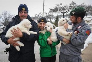 눈사태로 무너진 호텔에서 살아남은 강아지 세 마리