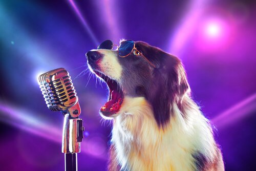 당신이 미처 몰랐을 개에 관한 8가지 노래