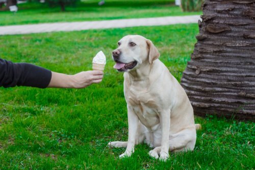 개를 위한 아이스크림을 맛있게 만드는 방법