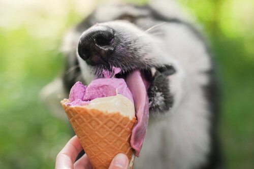 개를 위한 아이스크림을 맛있게 만드는 방법