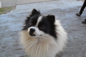 개는 당신이 하는 모든 일을 기억한다!