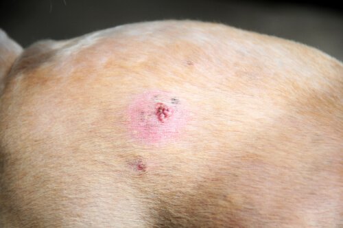 개가 피부암에 걸릴 수 있을까? 그 원인은 무엇일까?