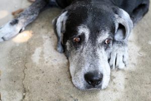 개는 얼마나 오래 살까?