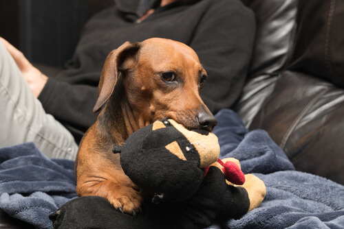 개가 질투를 느낄까?