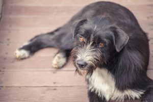 유기견을 위한 피임 크로켓