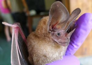 세상에서 가장 희귀한 동물들