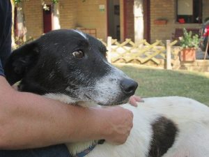 반려동물의 대부모 고르기