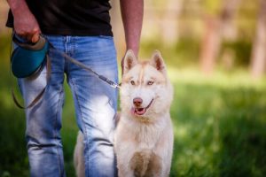 최고의 반려견 주인이 되는 방법