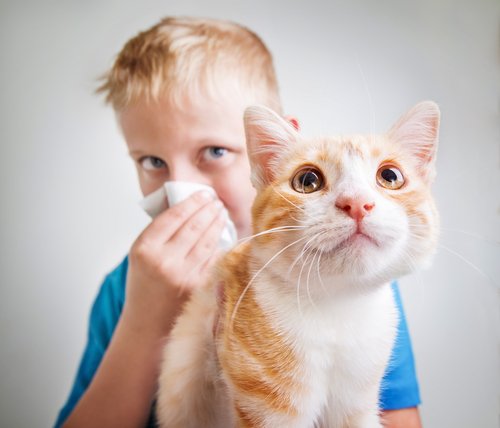 고양이 알레르기: 원인, 증상 및 예방
