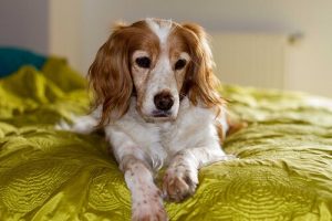 눈먼 개를 돌보는 방법