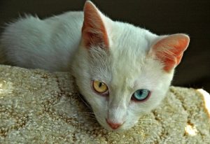 가장 오래된 고양이 품종