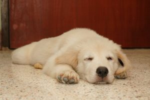 개는 어떤 꿈을 꿀까? 개를 깨워야 할까?