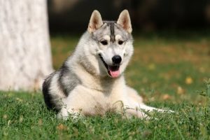 개는 감정지능을 가지고 있을까?